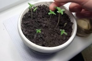 Выращивание конопли